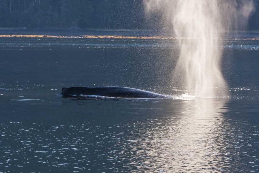 AK, Tongass NF Humpback whale spouting art print by Cathy and Gordon Illg for $57.95 CAD