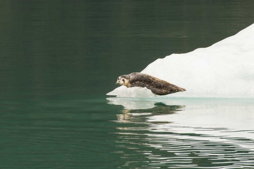 Alaska, Tongass NF Lone harbor seal on iceberg art print by Cathy and Gordon Illg for $57.95 CAD