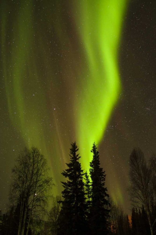 Alaska, Chena Hot Springs Aurora borealis art print by Cathy and Gordon Illg for $57.95 CAD