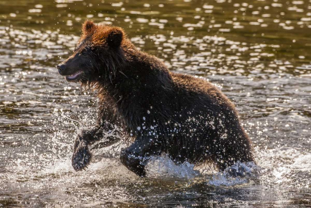 AK, Tongass NF Young grizzly cub hunting fish art print by Cathy and Gordon Illg for $57.95 CAD