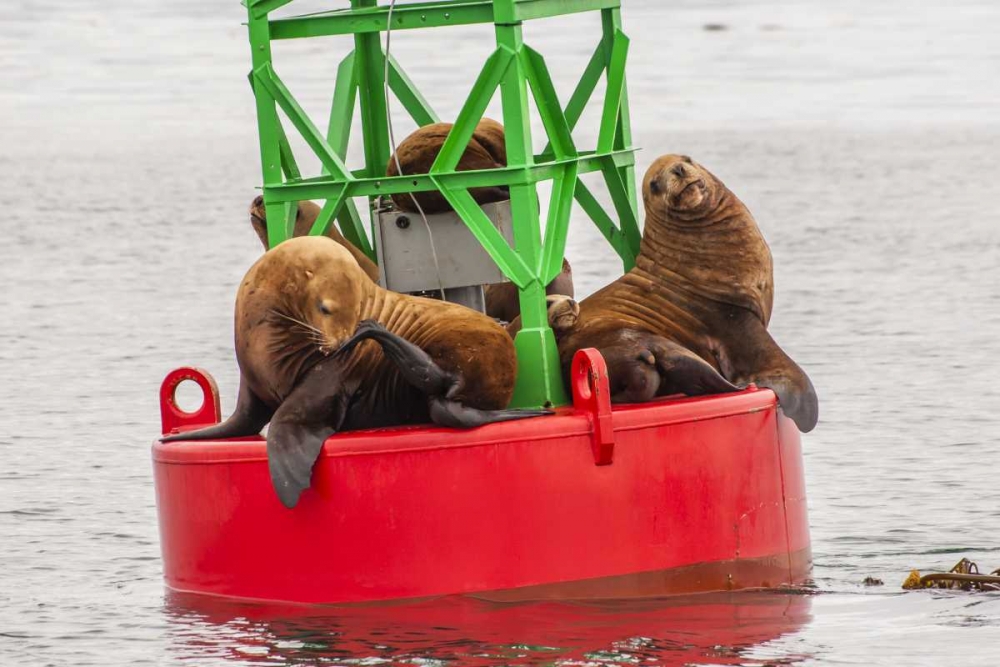 Alaska, Tongass NF Sea lions resting on a buoy art print by Cathy and Gordon Illg for $57.95 CAD