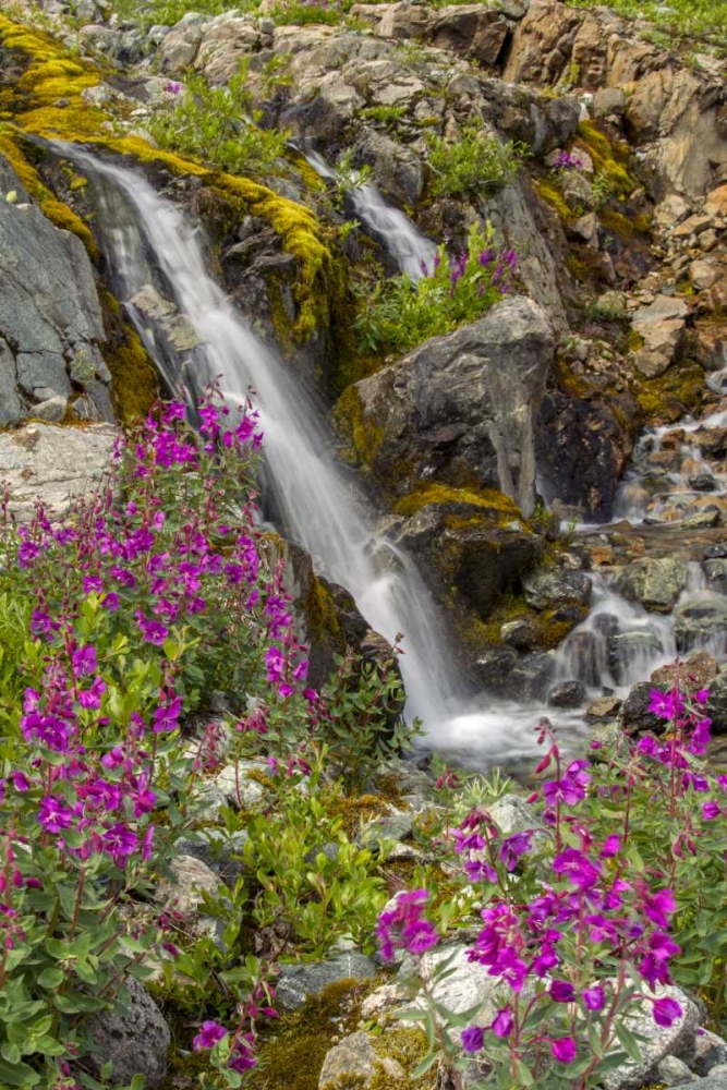 Alaska, Glacier Bay NP Fireweed and waterfall art print by Cathy and Gordon Illg for $57.95 CAD