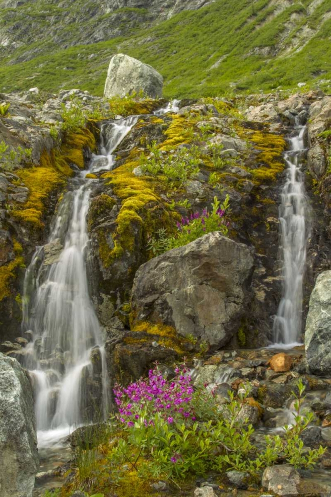 Alaska, Glacier Bay NP Fireweed and waterfall art print by Cathy and Gordon Illg for $57.95 CAD