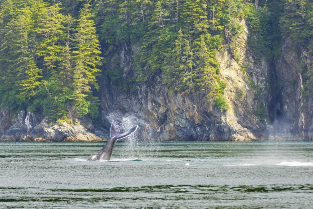 USA, Alaska Humpback whale tail lobbing art print by Don Paulson for $57.95 CAD