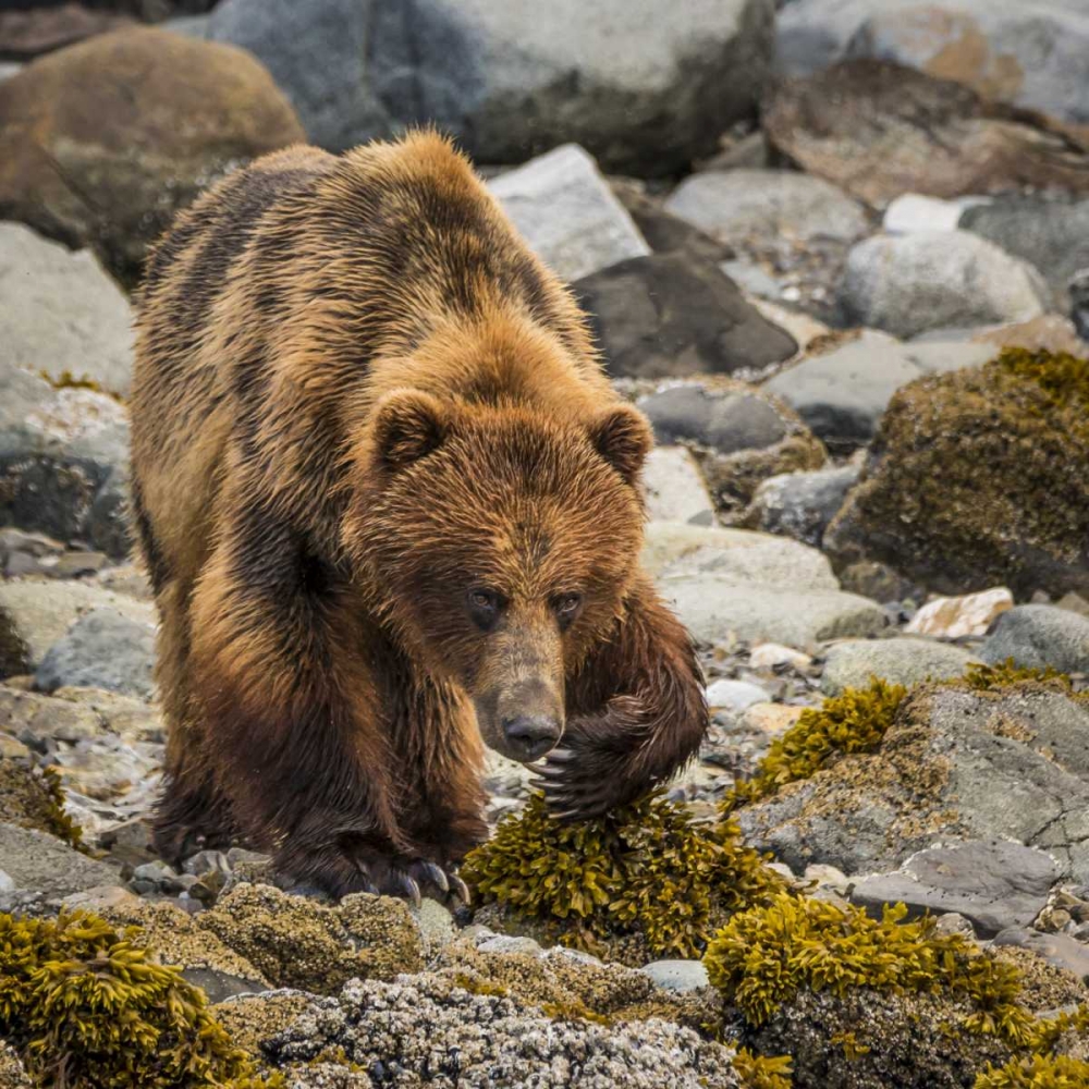 USA, Alaska, Glacier Bay NP Brown bear on beach art print by Don Paulson for $57.95 CAD