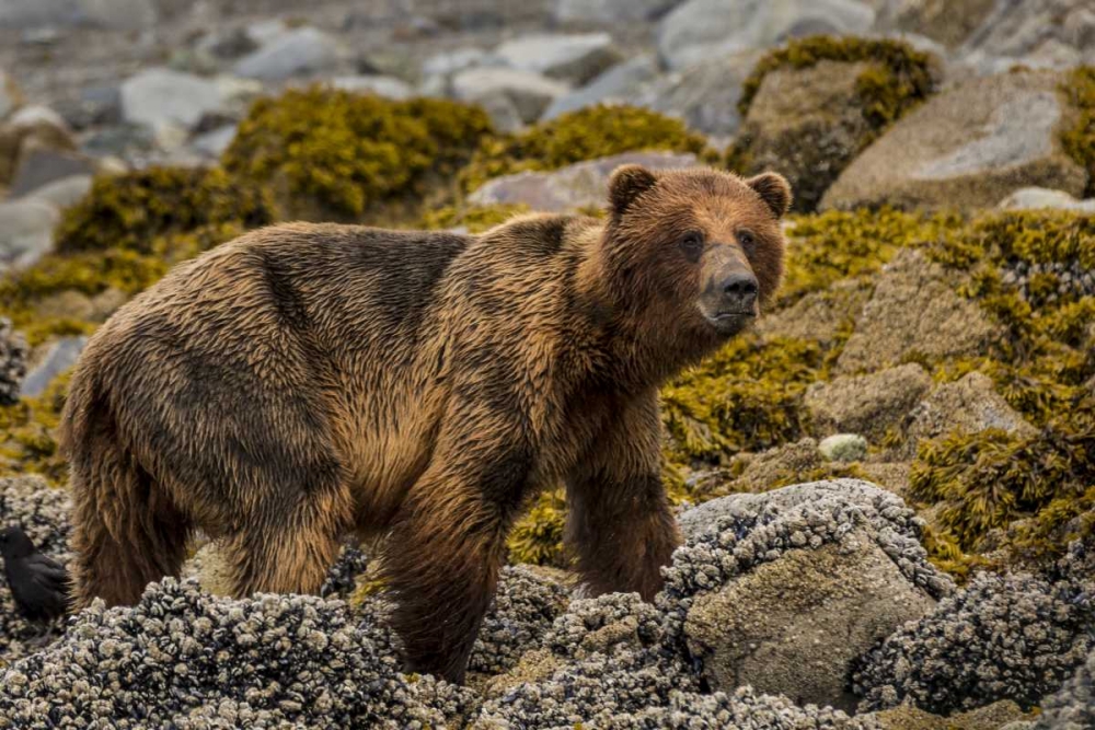 USA, Alaska, Glacier Bay NP Brown bear on beach art print by Don Paulson for $57.95 CAD