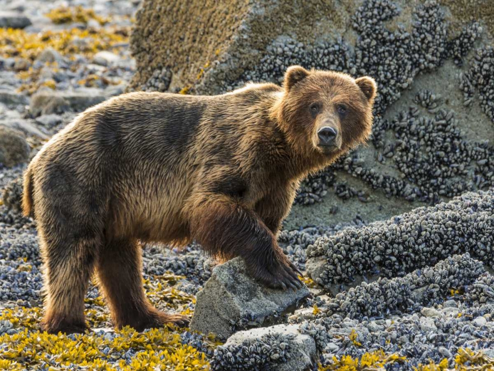 USA, Alaska, Glacier Bay NP Brown bear on beach art print by Don Paulson for $57.95 CAD
