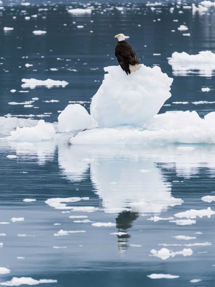 Alaska, Glacier Bay NP Bald eagle on iceberg art print by Don Paulson for $57.95 CAD