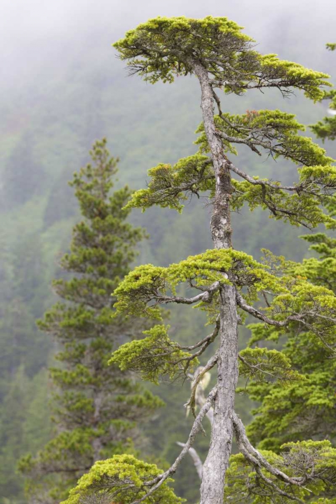 Alaska, Glacier Bay NP Scenic of hemlock tree art print by Don Paulson for $57.95 CAD