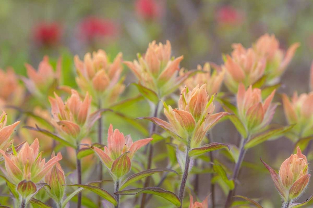 Alaska, Glacier Bay NP Indian paintbrush flowers art print by Don Paulson for $57.95 CAD