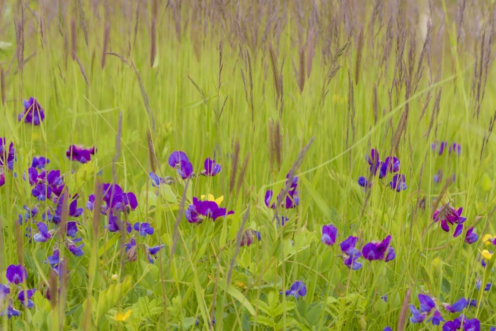 Alaska, Glacier Bay NP flowers in grassy meadow art print by Don Paulson for $57.95 CAD