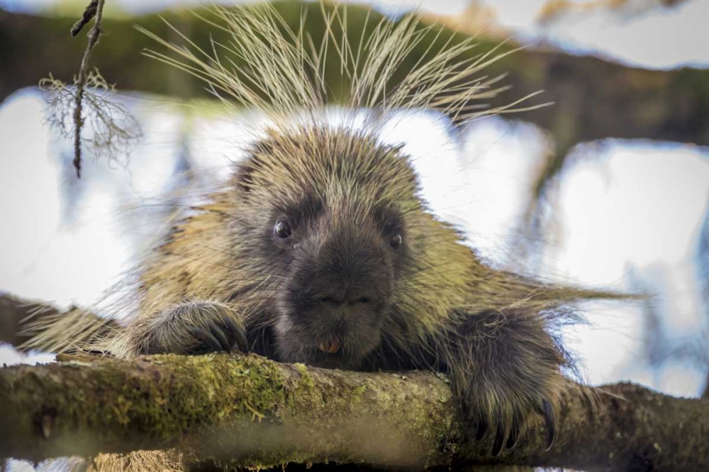 Alaska, Glacier Bay NP Porcupine in a tree art print by Don Paulson for $57.95 CAD