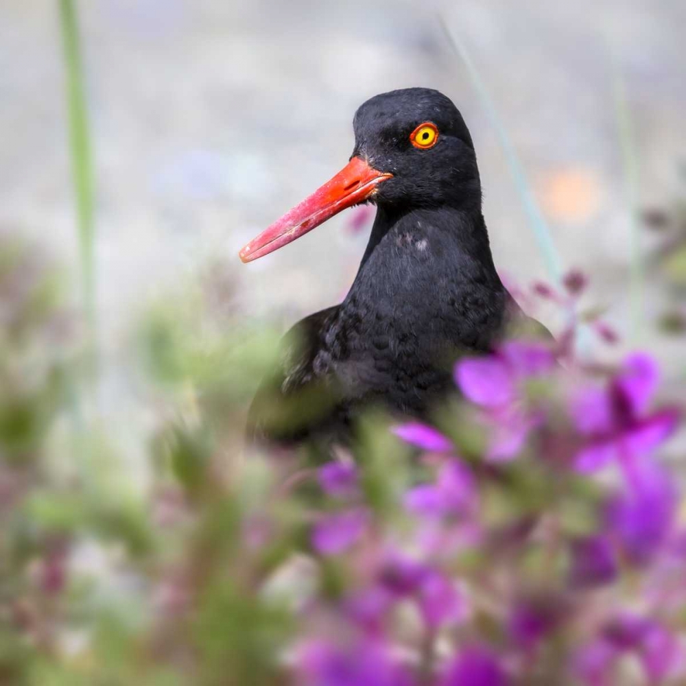 AK, Glacier Bay Black oyster catcher and flowers art print by Don Paulson for $57.95 CAD