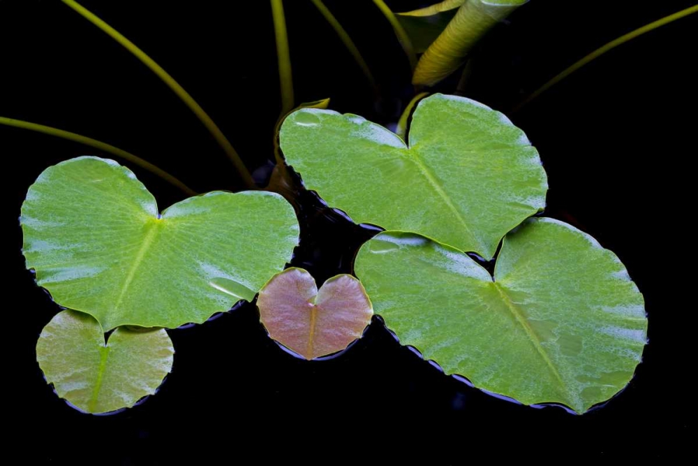 AK, Glacier Bay NP Pond lily in Dundas Bay art print by Don Paulson for $57.95 CAD