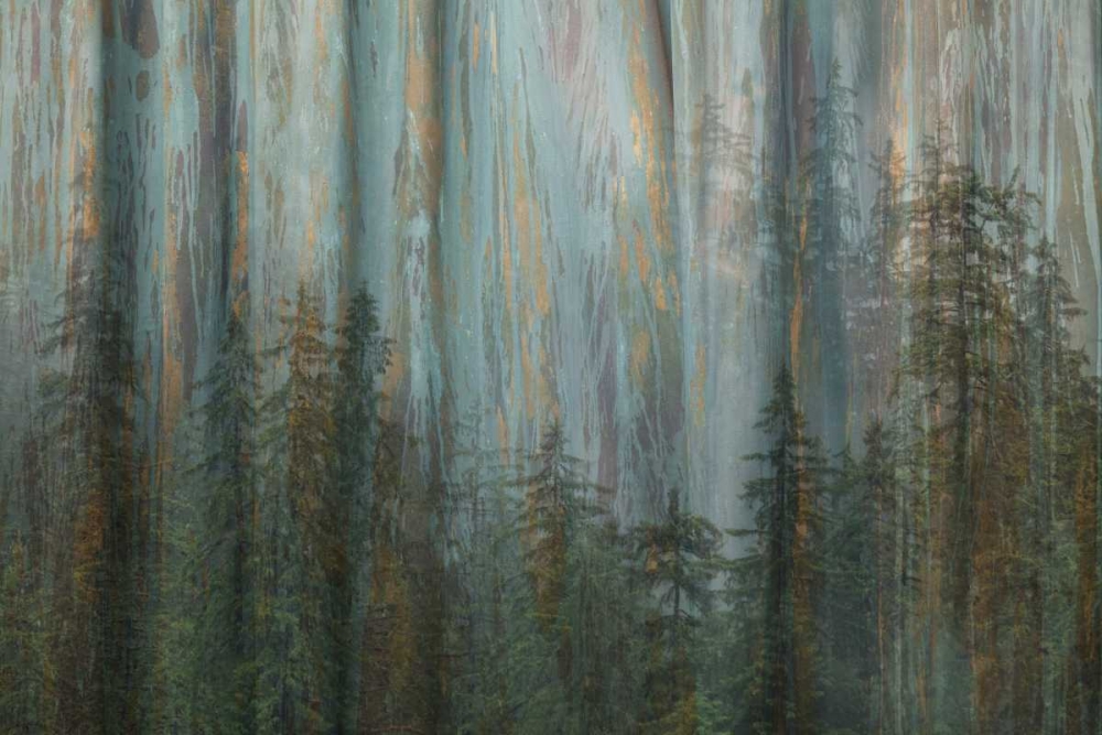 AK, Misty Fiords NM Abstract of trees and forest art print by Don Paulson for $57.95 CAD