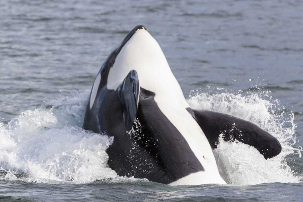 USA, Alaska Orca whale breaching art print by Don Paulson for $57.95 CAD