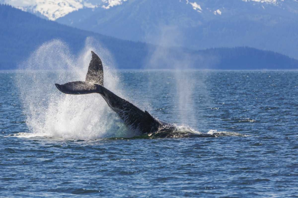 USA, Alaska Orca whale, tail lobbing art print by Don Paulson for $57.95 CAD