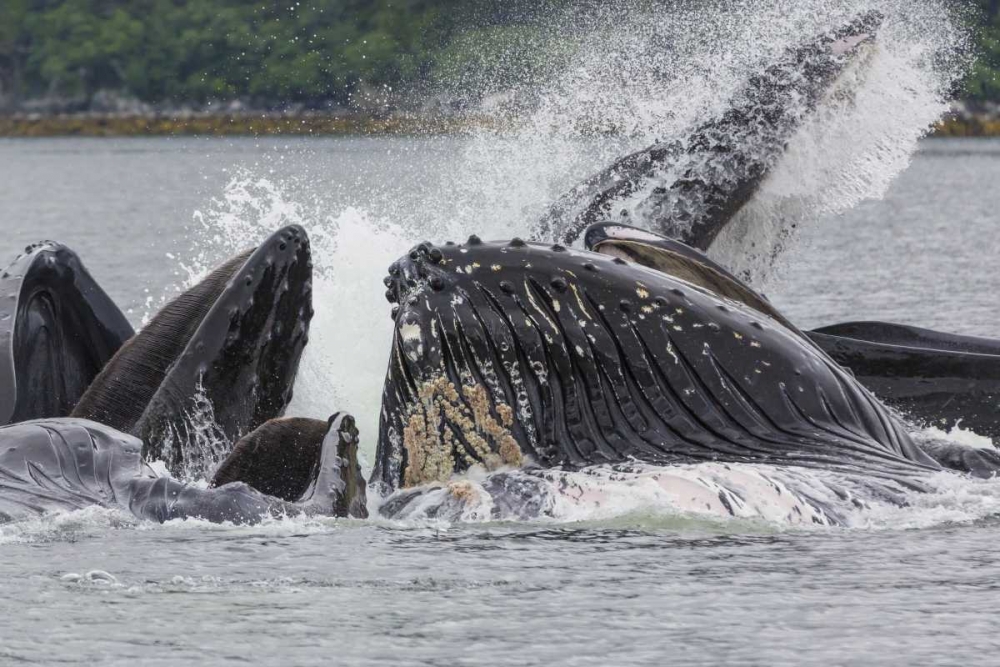 USA, Alaska Humpback whales bubble net feeding art print by Don Paulson for $57.95 CAD