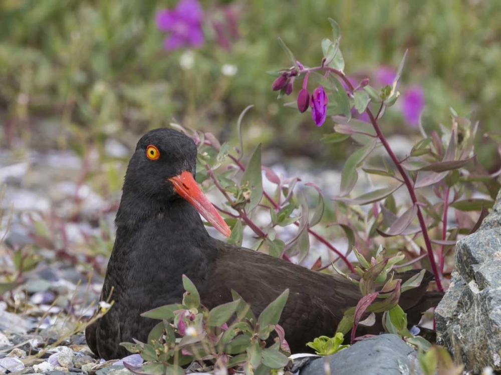 AK, Glacier Bay Black oyster catcher and flowers art print by Don Paulson for $57.95 CAD