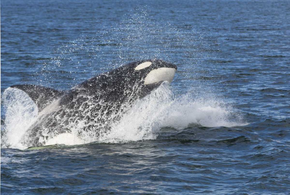 Alaska Orca whale breaching art print by Don Paulson for $57.95 CAD