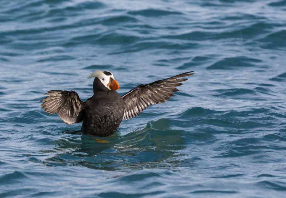 Alaska, Glacier Bay NP Tufted puffin in water art print by Don Paulson for $57.95 CAD