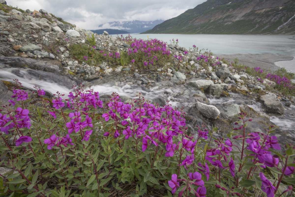 Alaska, Glacier Bay NP Small stream cascade art print by Don Paulson for $57.95 CAD