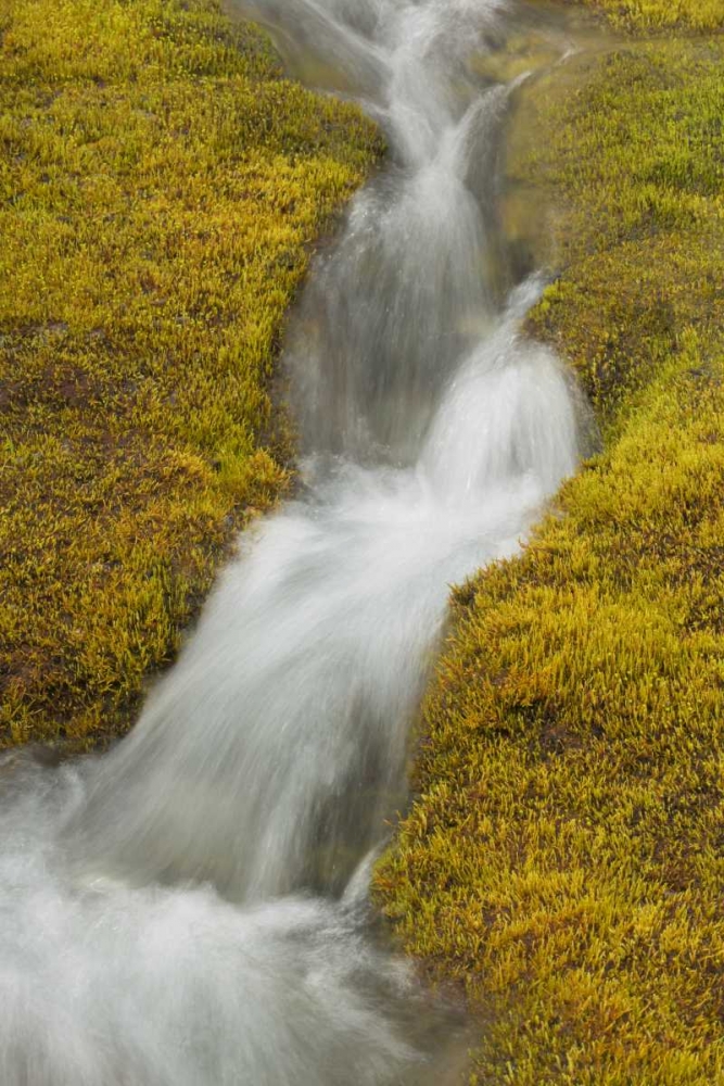 AK, Glacier Bay NP Stream cascade amid moss art print by Don Paulson for $57.95 CAD