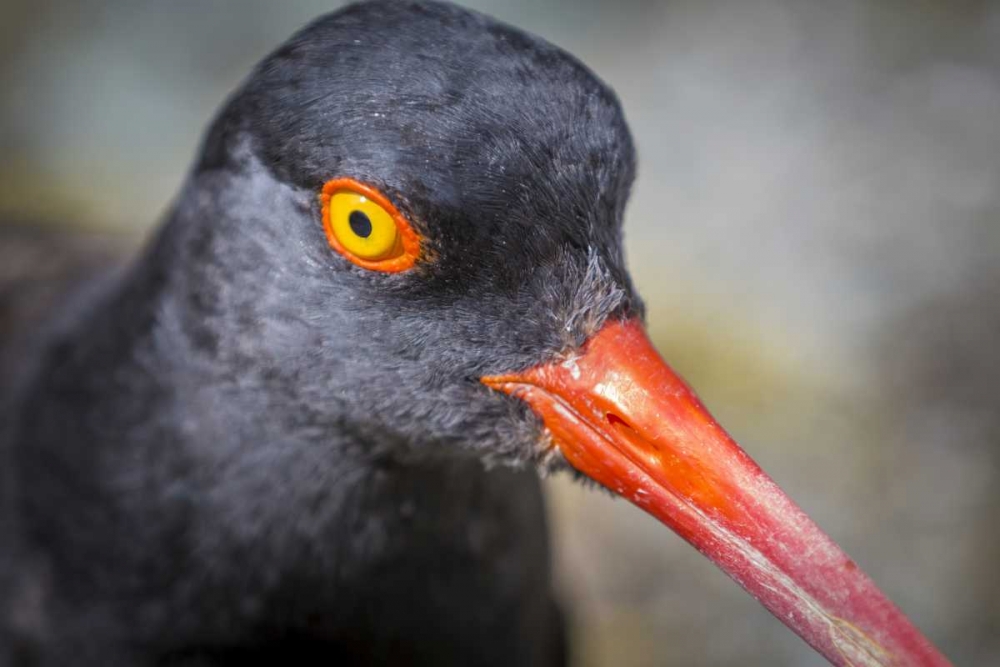 Alaska, Glacier Bay NP Black oystercatcher bird art print by Don Paulson for $57.95 CAD