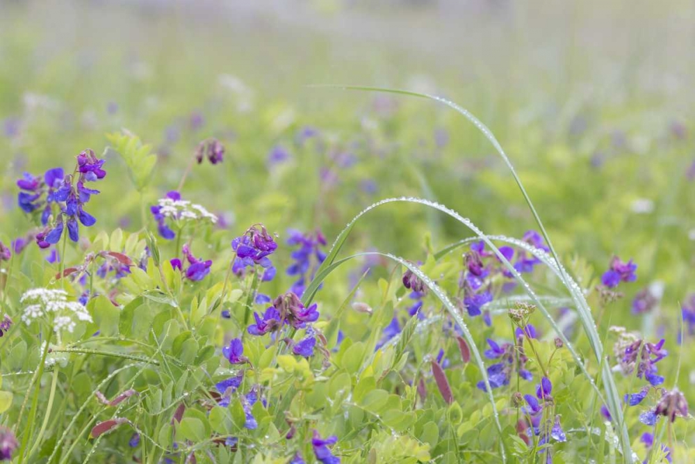 Alaska, Glacier Bay NP Wildflowers in meadow art print by Don Paulson for $57.95 CAD