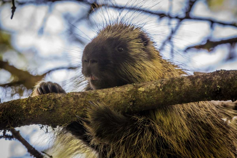 Alaska, Glacier Bay NP Porcupine in a tree art print by Don Paulson for $57.95 CAD