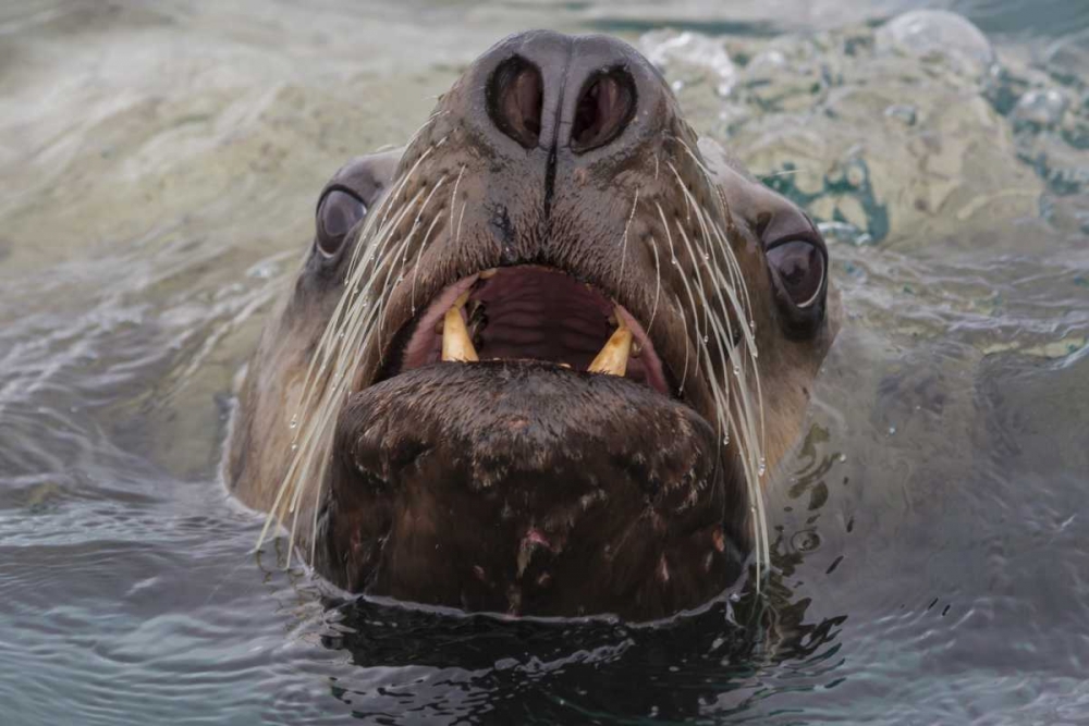 Alaska Stellar sea lion face in water art print by Don Paulson for $57.95 CAD
