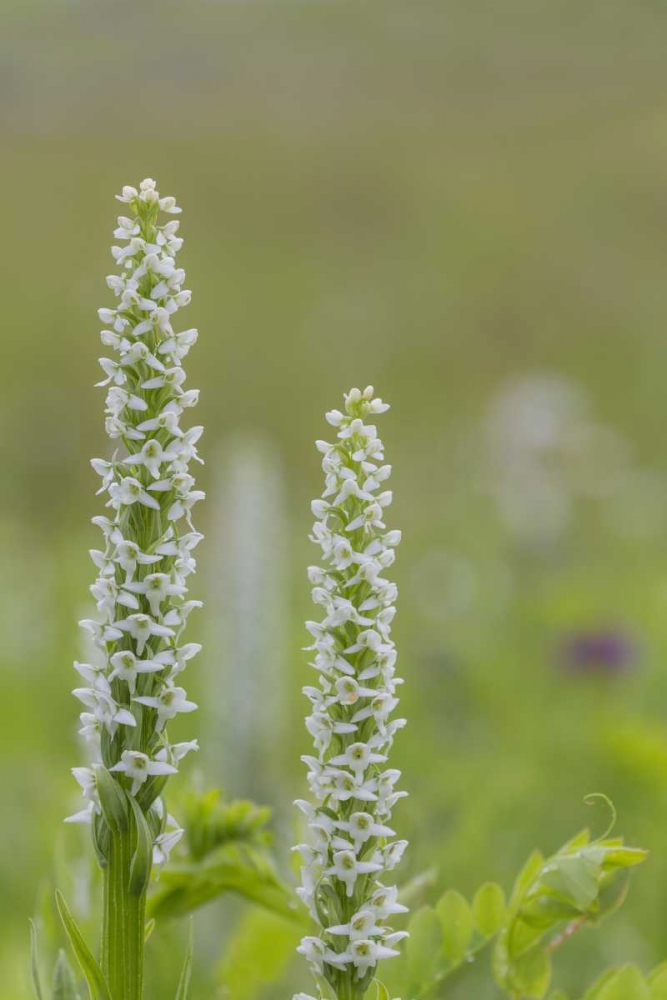 Alaska, Glacier Bay NP White bog orchid art print by Don Paulson for $57.95 CAD