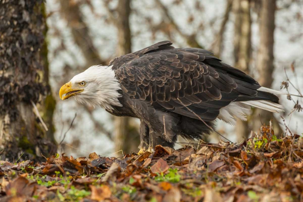 Alaska, Chilkat Preserve Bald eagle on ground art print by Cathy and Gordon Illg for $57.95 CAD