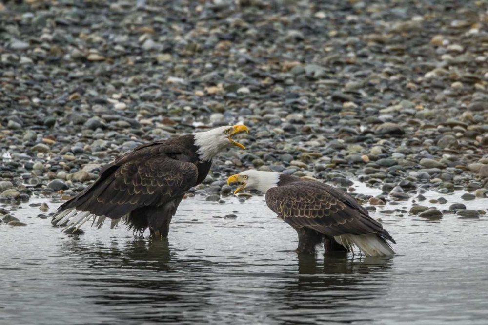 AK, Chilkat Bald eagles calling art print by Cathy and Gordon Illg for $57.95 CAD