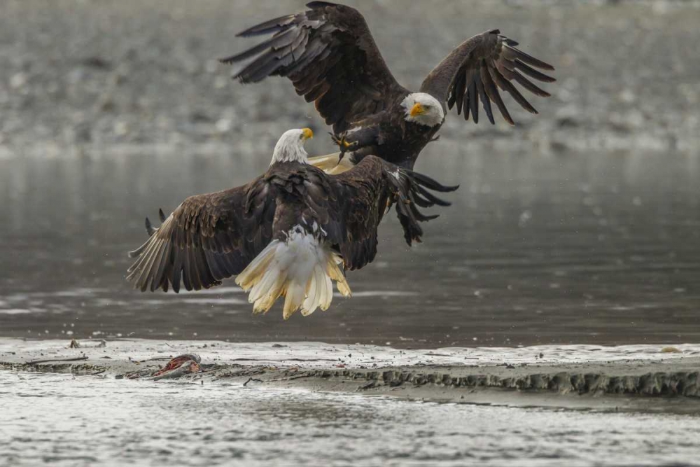 AK, Chilkat Bald eagles fighting in the air art print by Cathy and Gordon Illg for $57.95 CAD