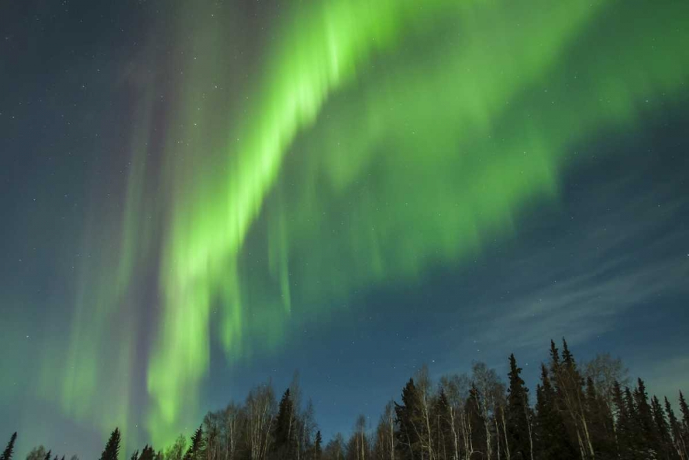 USA, Alaska Aurora borealis over forest art print by Cathy and Gordon Illg for $57.95 CAD