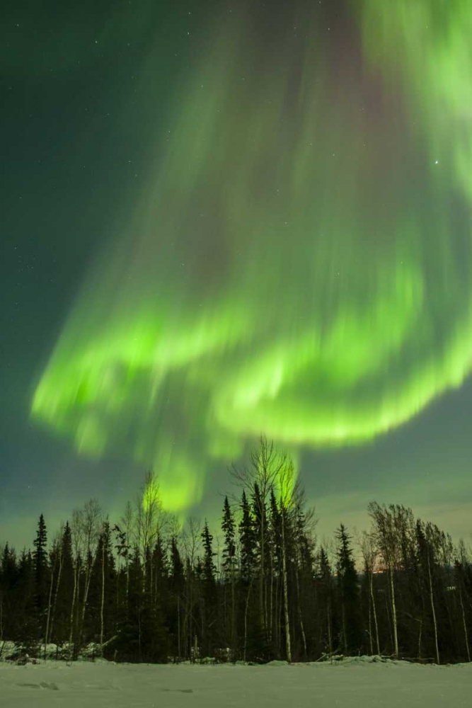 USA, Alaska Aurora borealis over forest art print by Cathy and Gordon Illg for $57.95 CAD