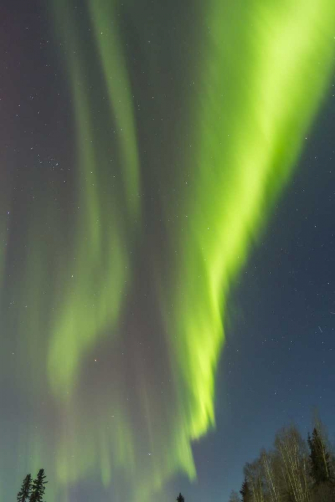 USA, Alaska Aurora borealis over forest art print by Cathy and Gordon Illg for $57.95 CAD
