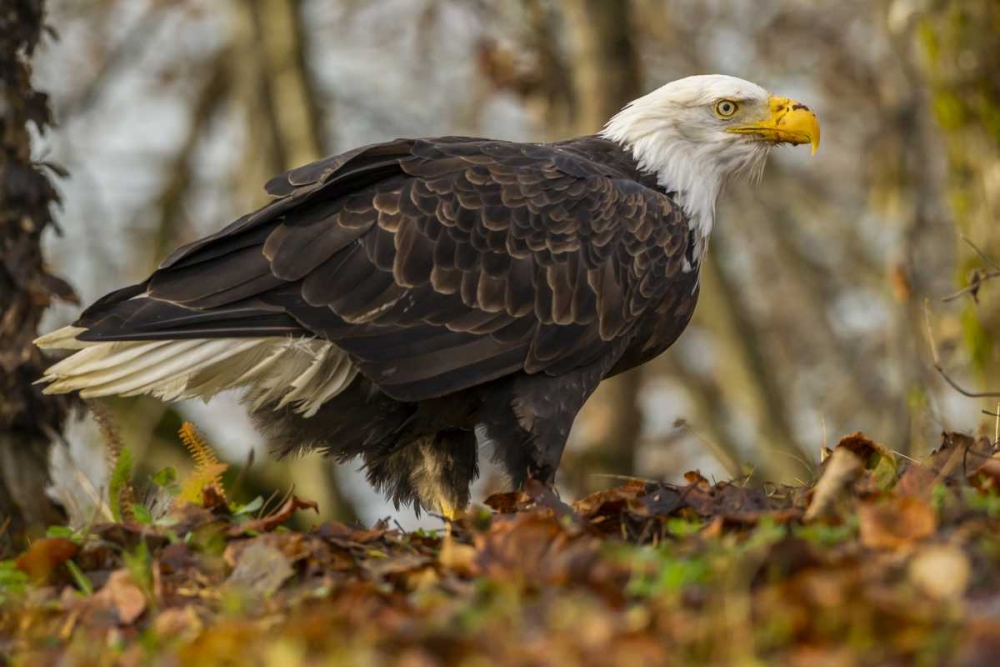Alaska, Chilkat Preserve Bald eagle on ground art print by Cathy and Gordon Illg for $57.95 CAD