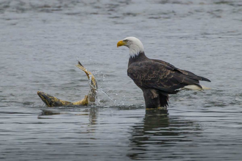 AK, Chilkat Bald eagle watching with salmon prey art print by Cathy and Gordon Illg for $57.95 CAD