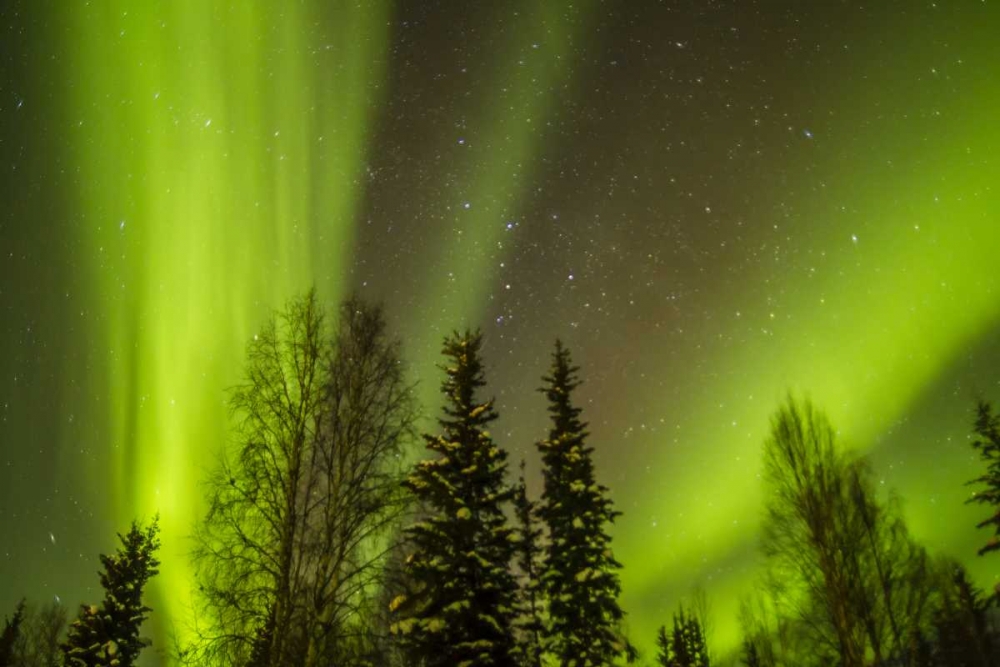 USA, Alaska Aurora borealis over forest art print by Cathy and Gordon Illg for $57.95 CAD