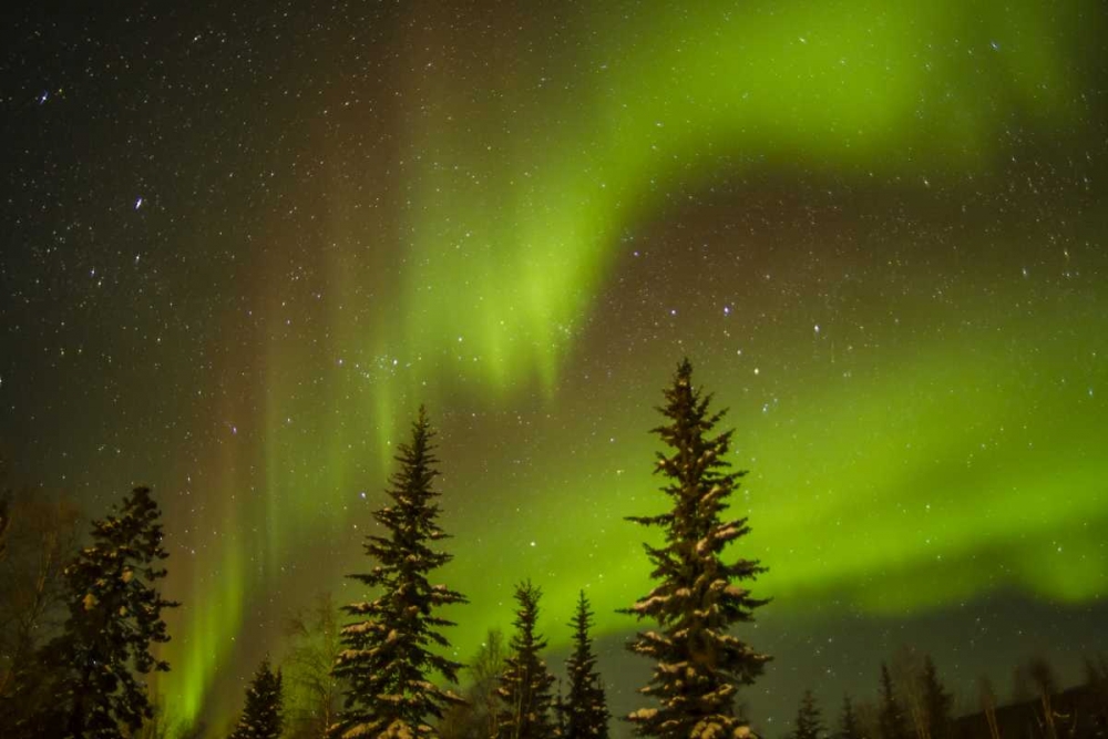 USA, Alaska Aurora borealis over spruce forest art print by Cathy and Gordon Illg for $57.95 CAD