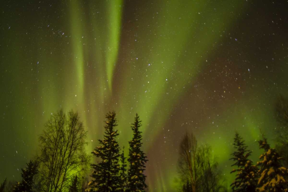 USA, Alaska Aurora borealis over forest art print by Cathy and Gordon Illg for $57.95 CAD