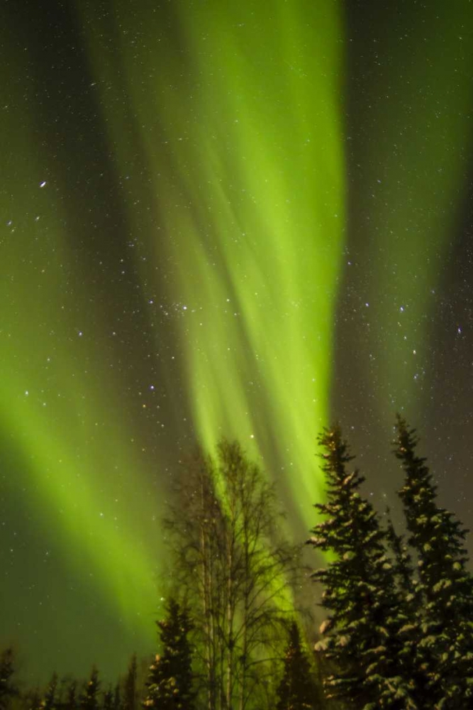 Alaska, Central Alaska, Aurora, Northern Lights art print by Cathy and Gordon Illg for $57.95 CAD