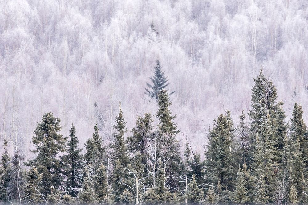 Alaska-Fairbanks Frosty forest landscape art print by Jaynes Gallery for $57.95 CAD