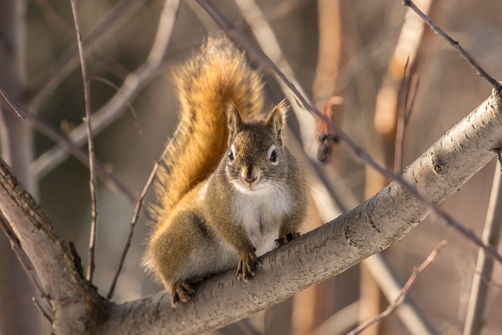 Alaska-Fairbanks Red squirrel in tree art print by Jaynes Gallery for $57.95 CAD