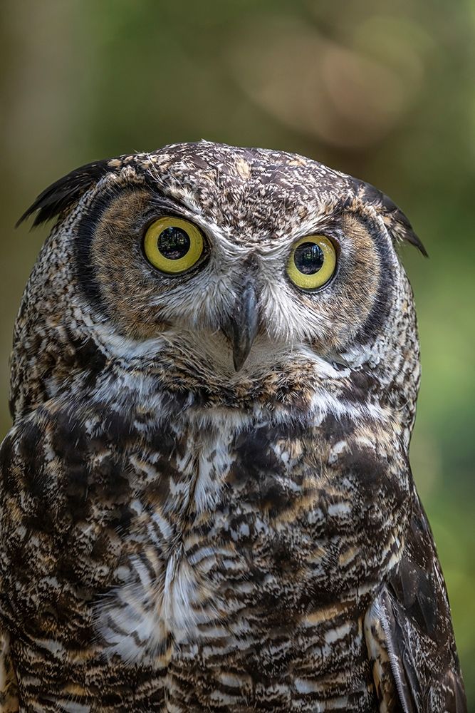 Alaska-Sitka Great horned owl at Alaska Raptor Center art print by Jaynes Gallery for $57.95 CAD