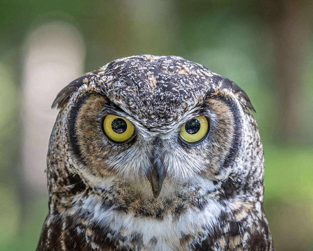 Alaska-Sitka Great horned owl at Alaska Raptor Center art print by Jaynes Gallery for $57.95 CAD