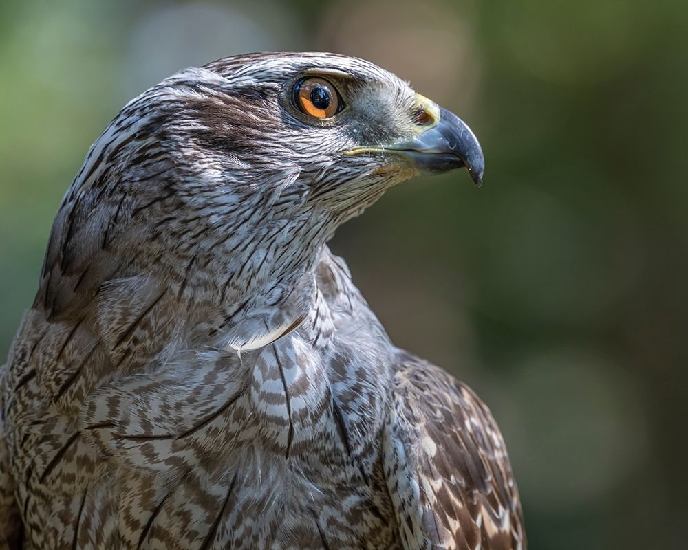 Alaska-Sitka Northern goshawk captive at Alaska Raptor Center art print by Jaynes Gallery for $57.95 CAD