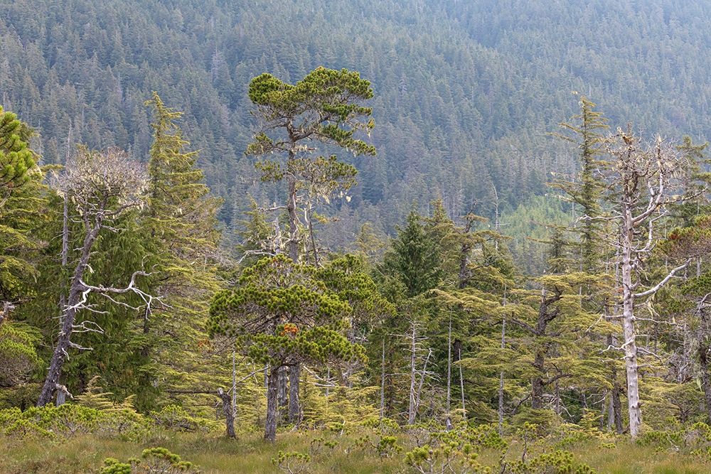 Alaska-Starrigavan Valley Forest landscape art print by Jaynes Gallery for $57.95 CAD